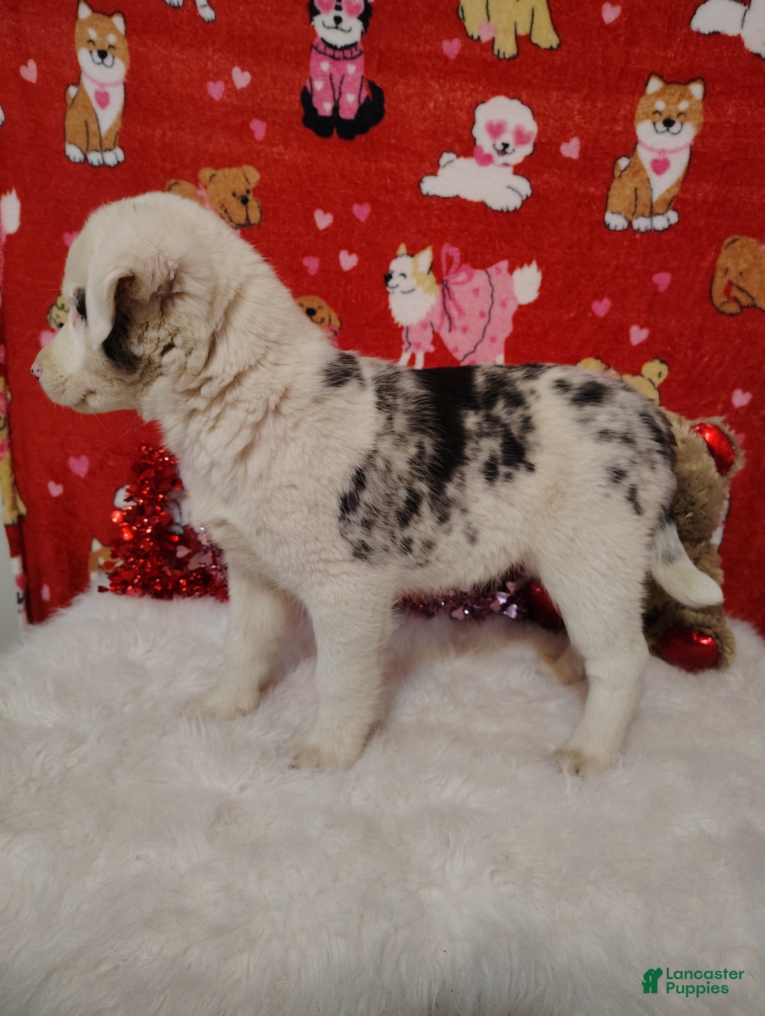 Mixed Breed dogs for sale: Wyatt - Ad 10