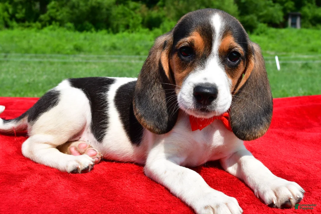 Beagle dogs for sale: Hudson - Ad 2