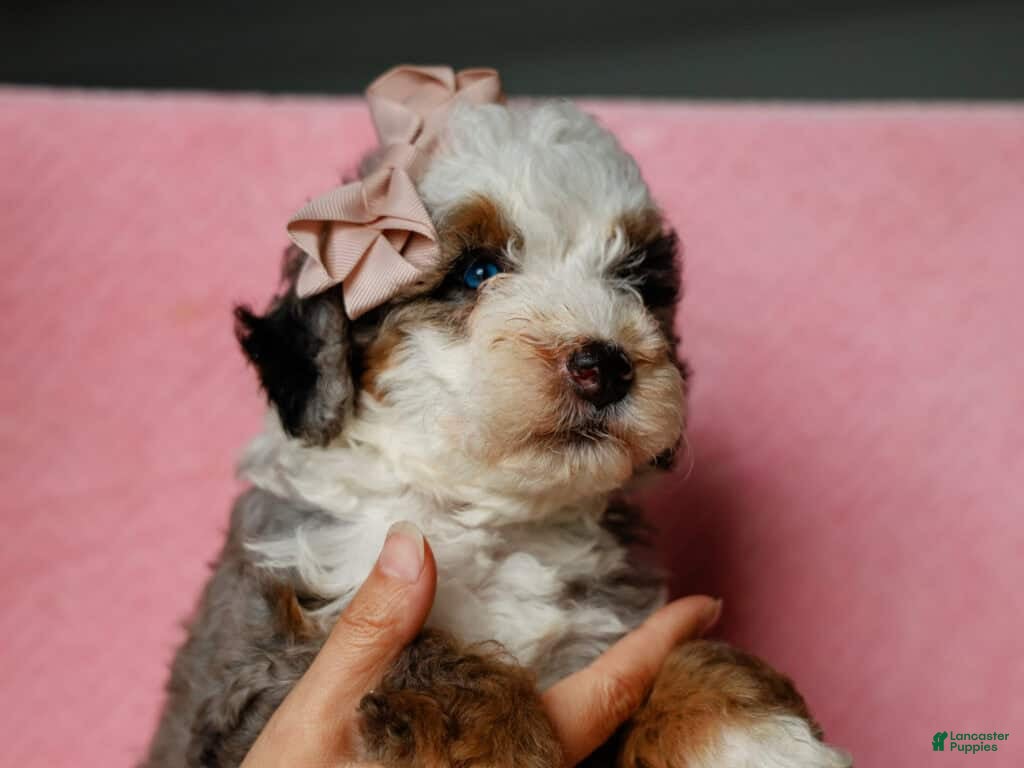 Mini Bernedoodle dogs Sonya - Ad 2