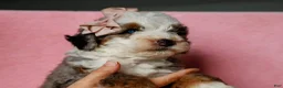 Mini Bernedoodle dogs for sale: Sonya - Ad 2