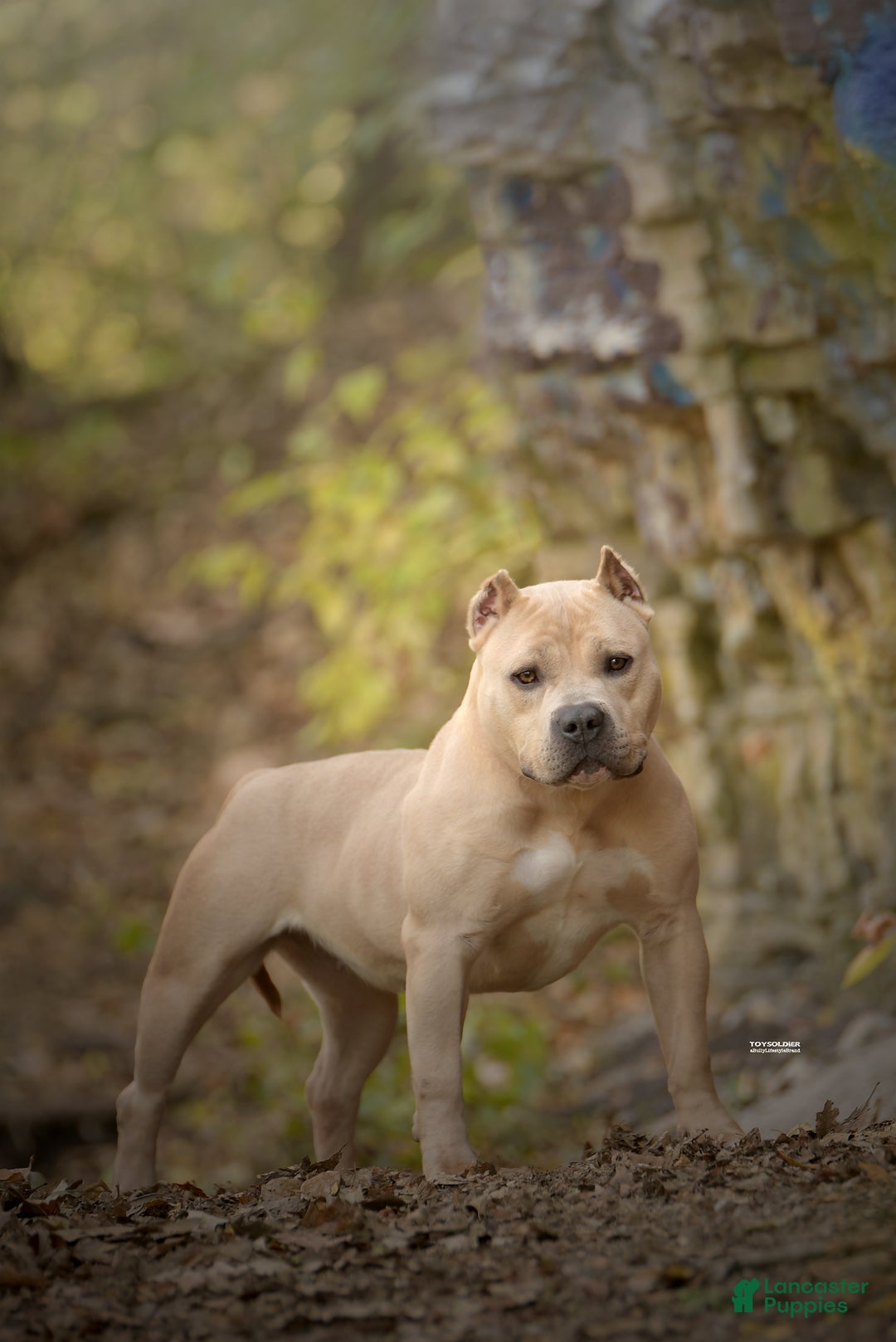 American Bully dogs for sale: American Bully Female 2 - Ad 4