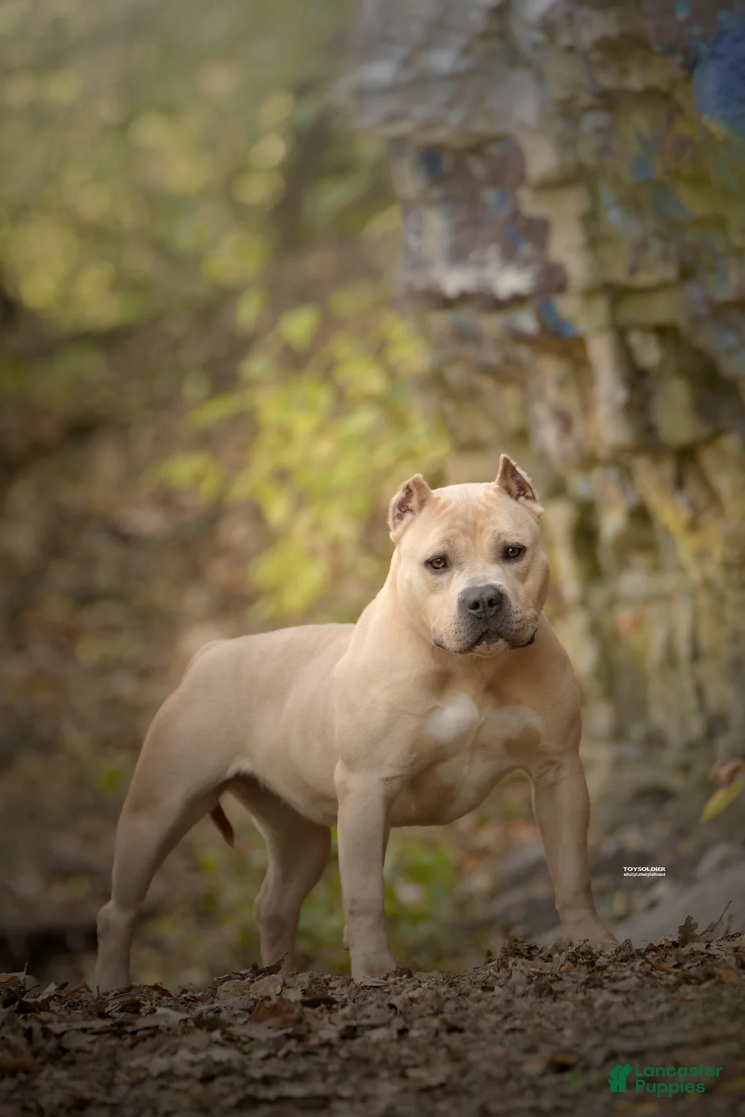 American Bully dogs for sale: American Bully Female  - Ad 3