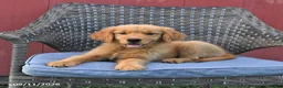 Golden Retriever dogs for sale: Michelle - Ad 7