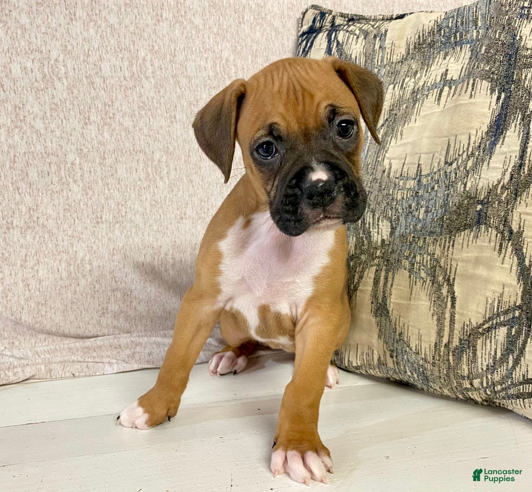Boxer dogs for sale: Hope - Ad 3