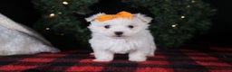 Maltese dogs for sale: APOLLO - Ad 20