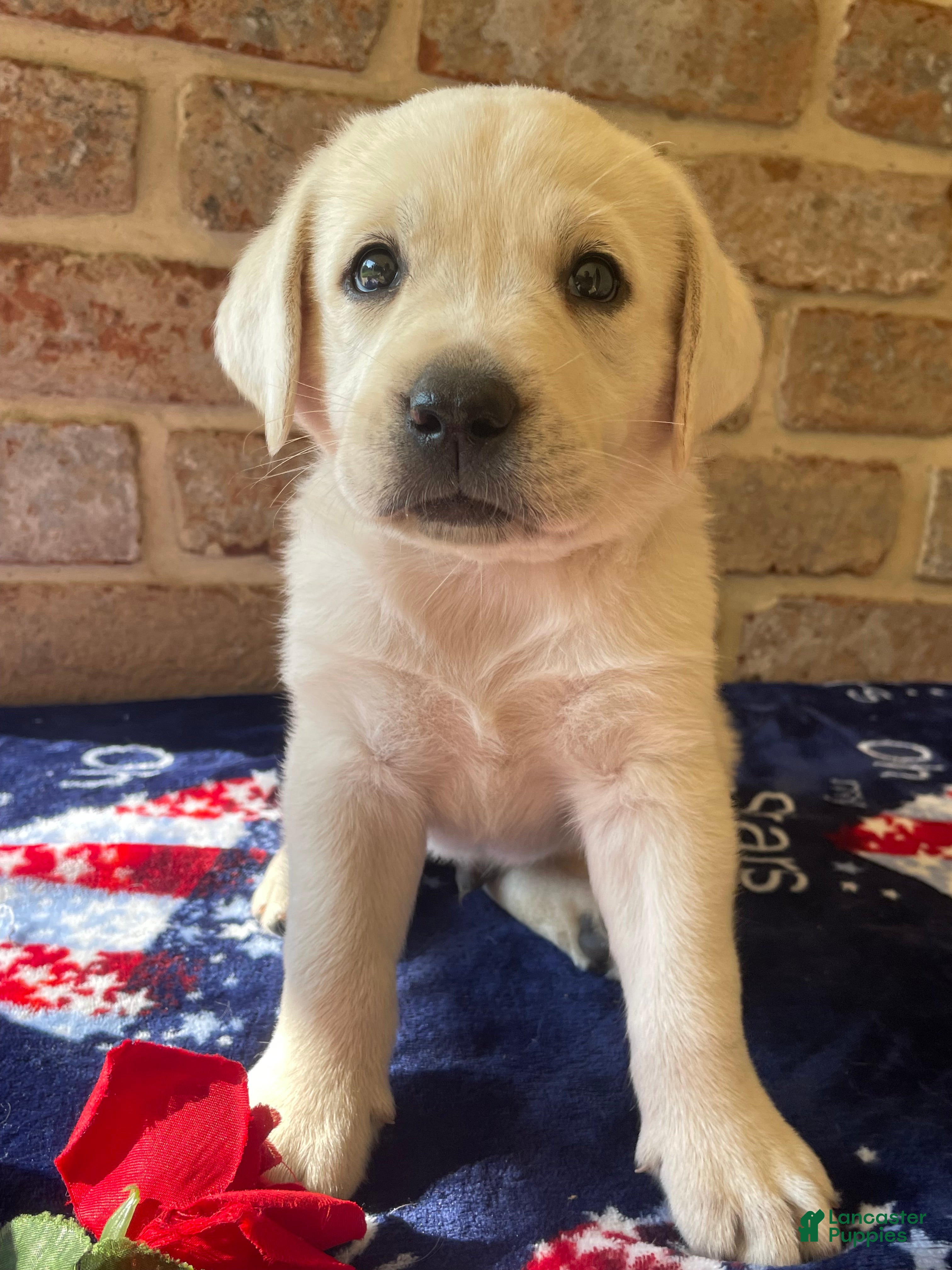 Labrador Retriever dogs for sale: Rory - Ad 2