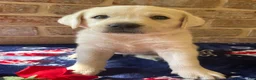 Labrador Retriever dogs for sale: Rory - Ad 1