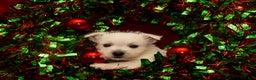 West Highland Terrier dogs for sale: Cupid - Ad 1
