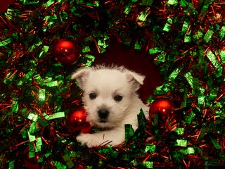 West Highland Terrier dogs Cupid - Ad 10