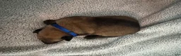 Belgian Malinois dogs for sale: Belgian Malinois 3 - Ad 3