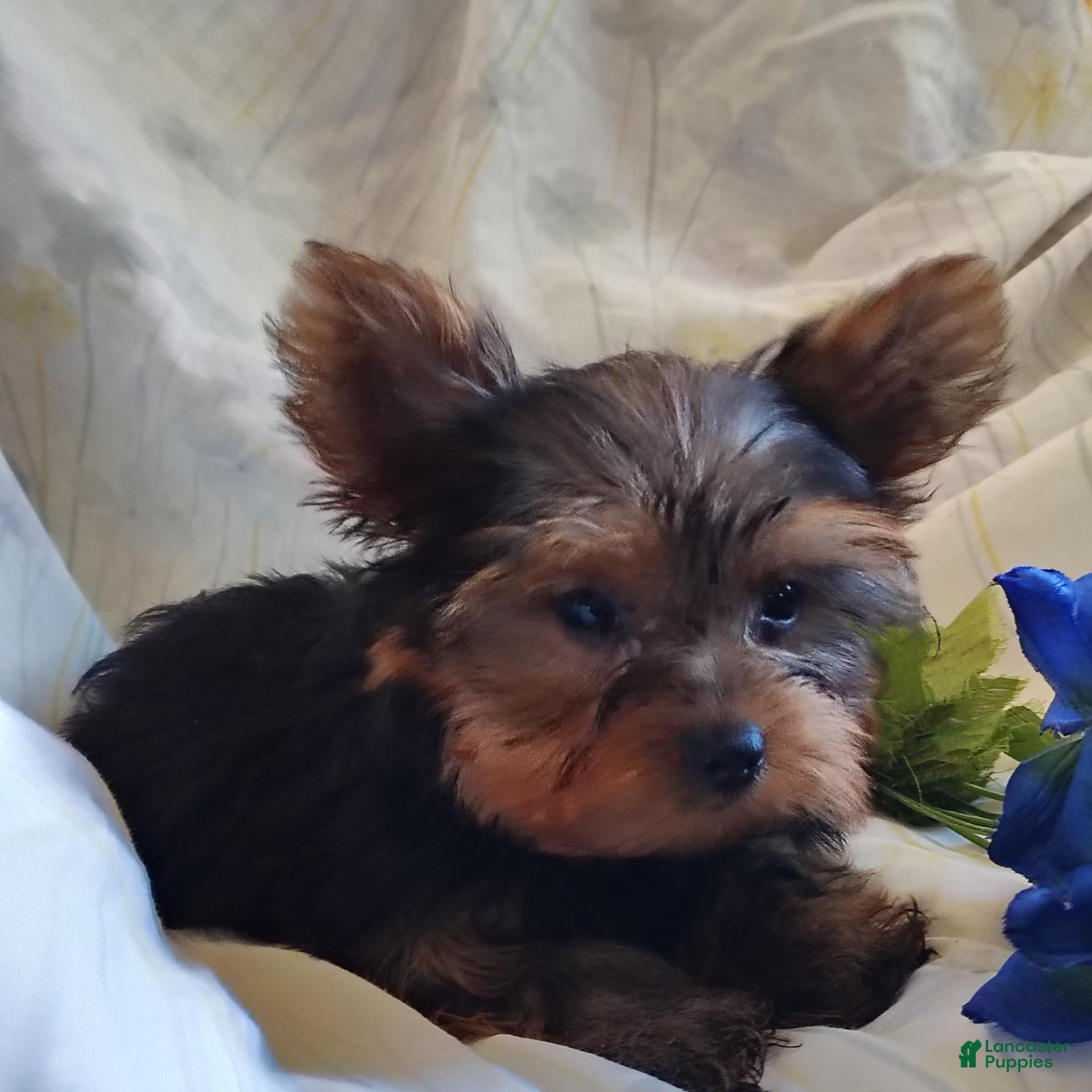 Yorkshire Terrier dogs Chip - Ad 2