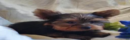 Yorkshire Terrier dogs for sale: Chip - Ad 2