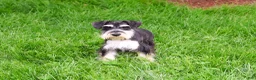 Miniature Schnauzer dogs for sale: Azriel  - Ad 3