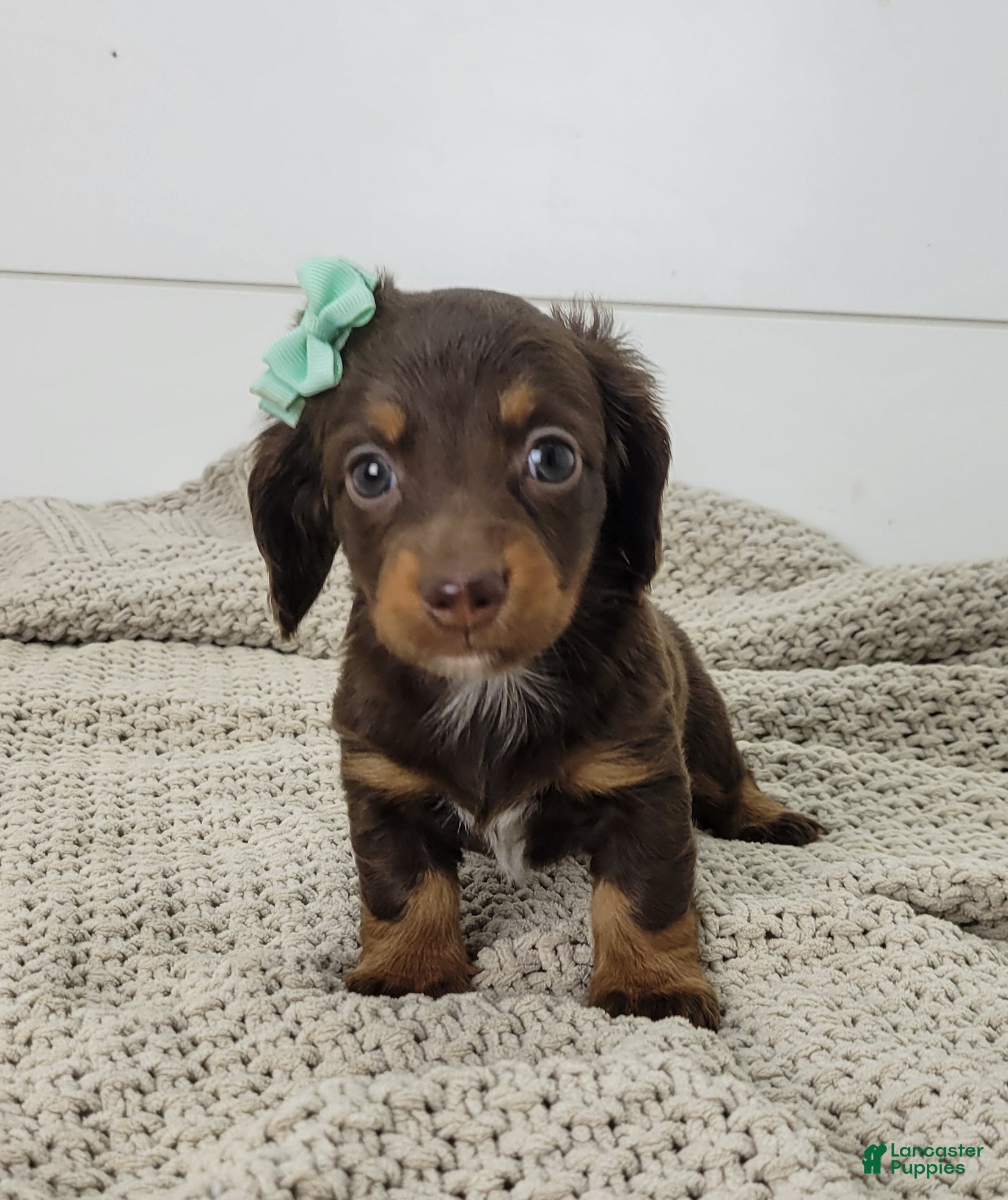 Dachshund dogs Oakley - Ad 2