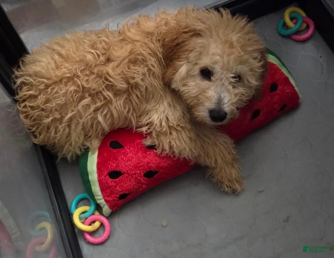 Goldendoodle dogs for sale: Honey - Ad 13