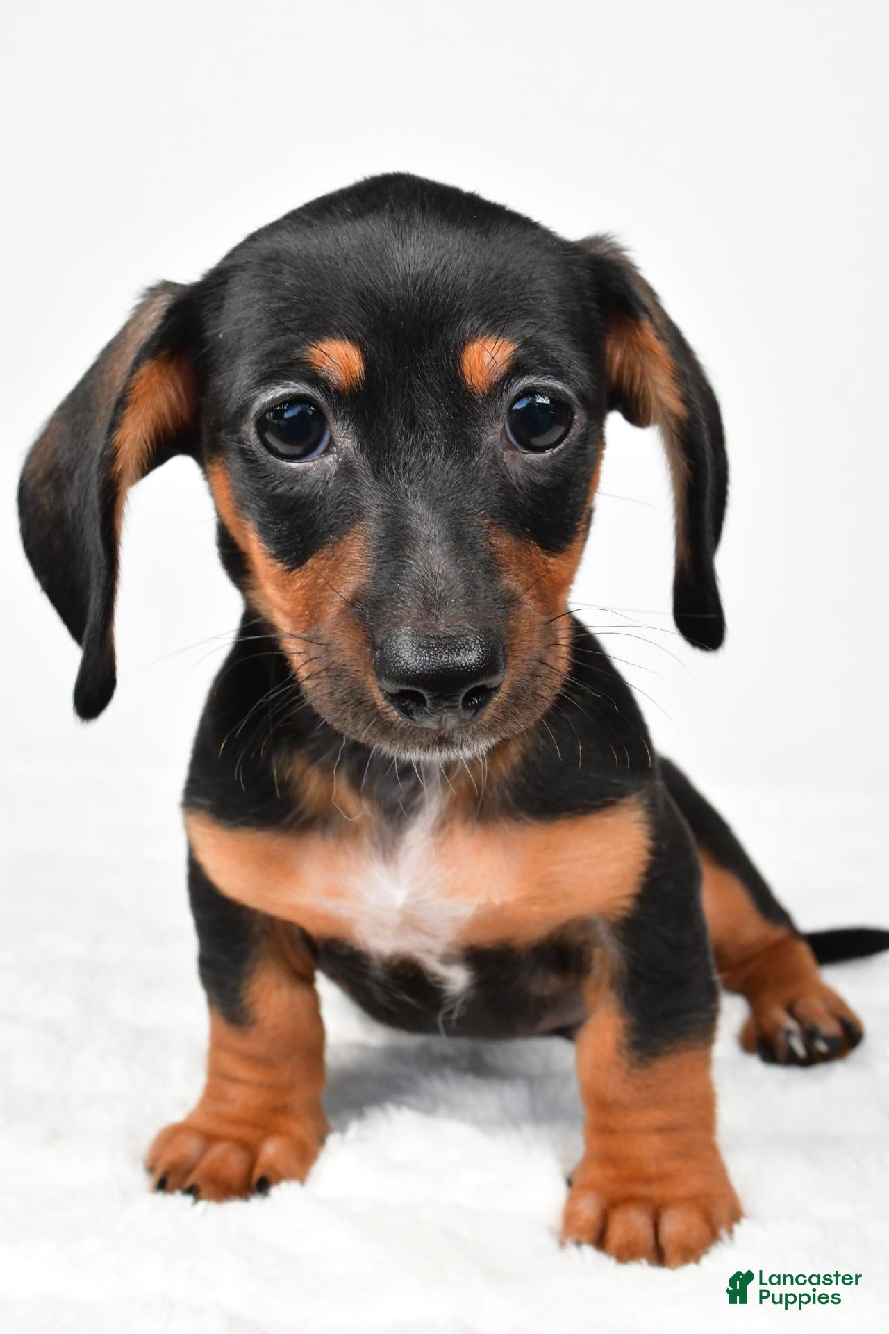 Miniature Dachshund dogs for sale: Frank - Ad 2
