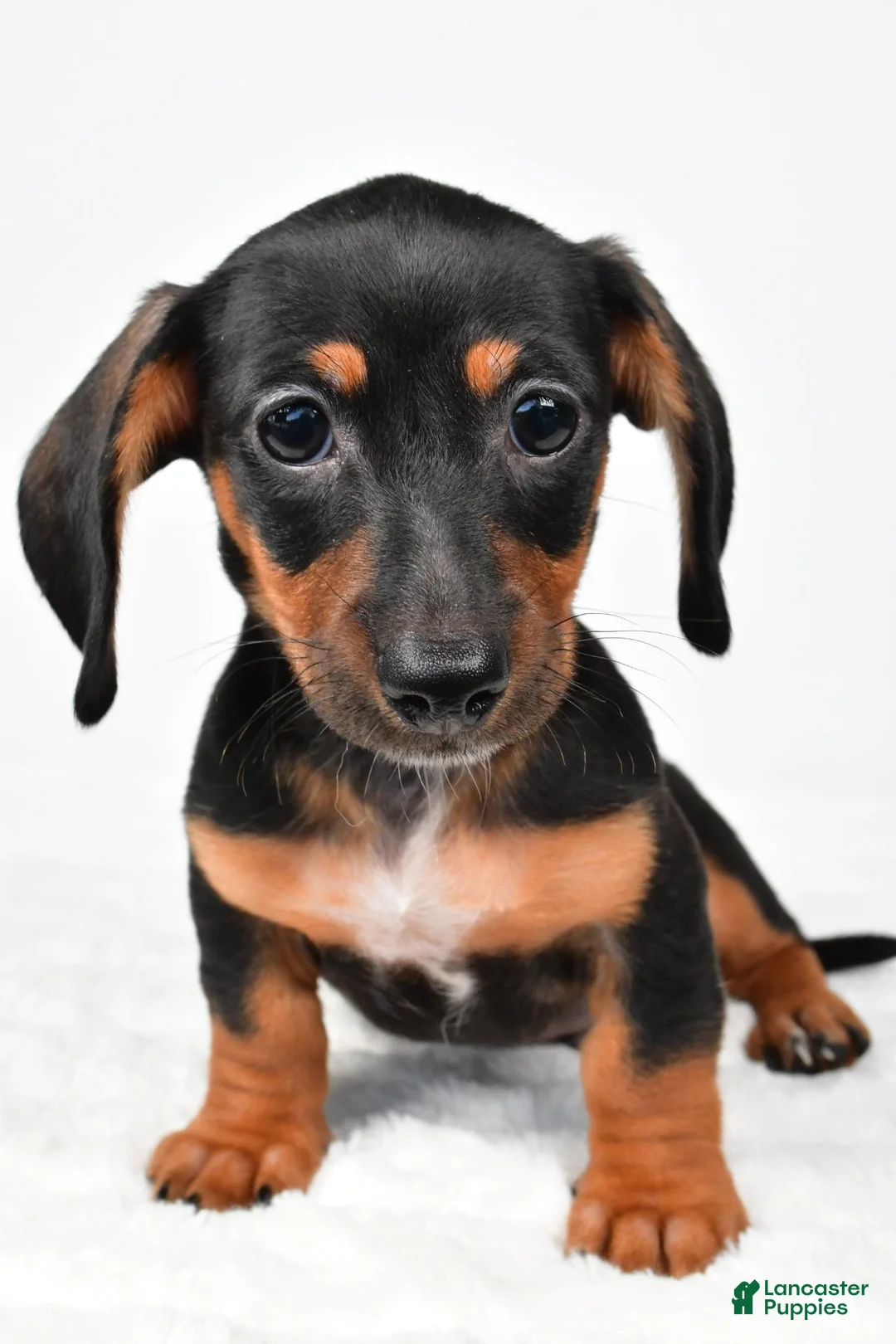 Miniature Dachshund dogs for sale: Frank - Ad 2