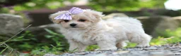 Maltipoo dogs for sale: Poppie - Ad 6