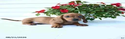 Miniature Dachshund dogs for sale: Buster - Ad 4
