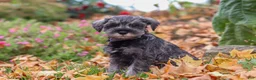 Miniature Schnauzer dogs for sale: Theo - Ad 3