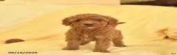 Toy Poodle dogs for sale: Poppy  - Ad 3