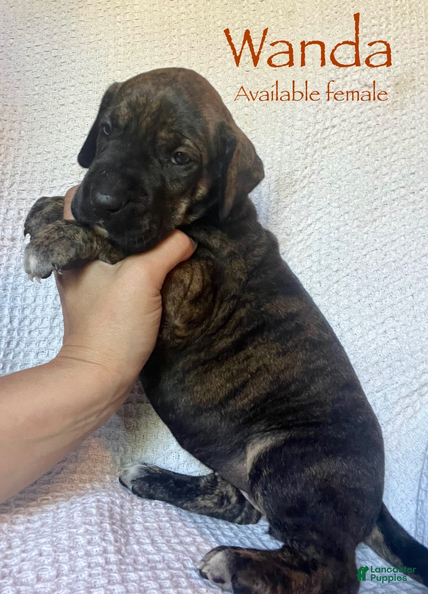 Great Dane dogs Wanda - Ad 36