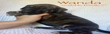 Wanda