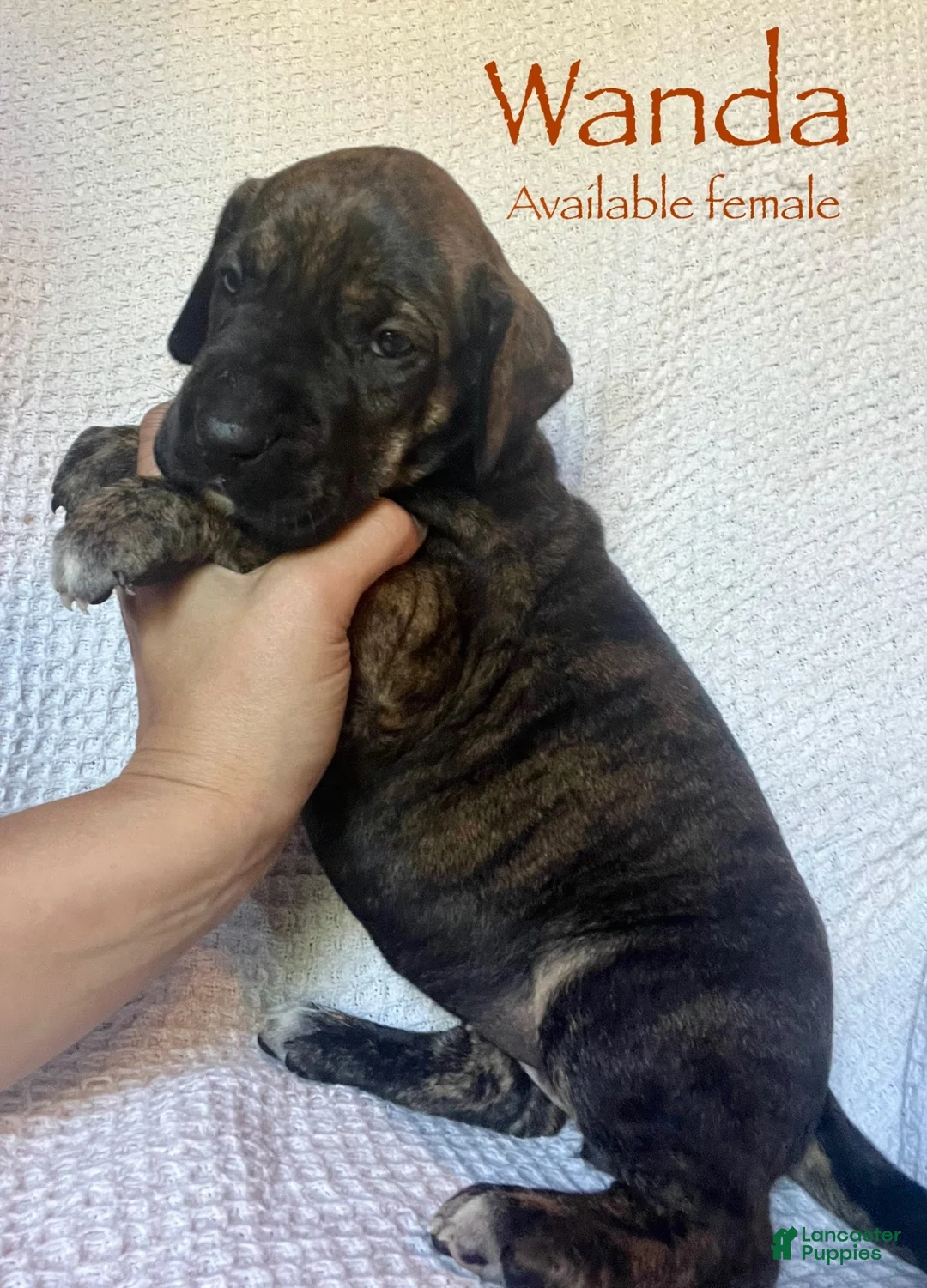 Great Dane dogs for sale: Wanda - Ad 1