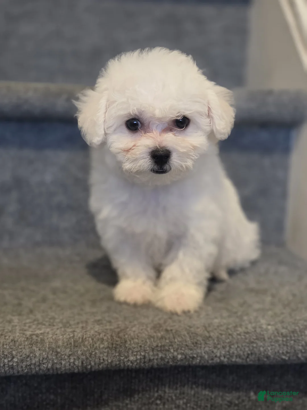 Maltipoo dogs for sale: Maddie  - Ad 1