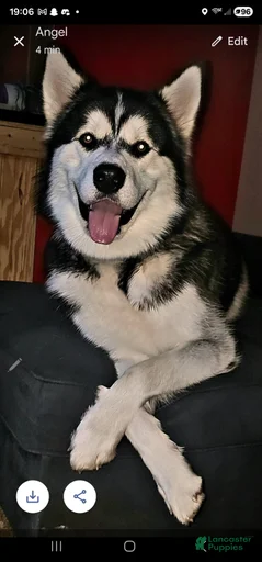 Gallery Image {{count}}