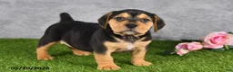 Beabull dogs for sale: Turnner - Ad 3