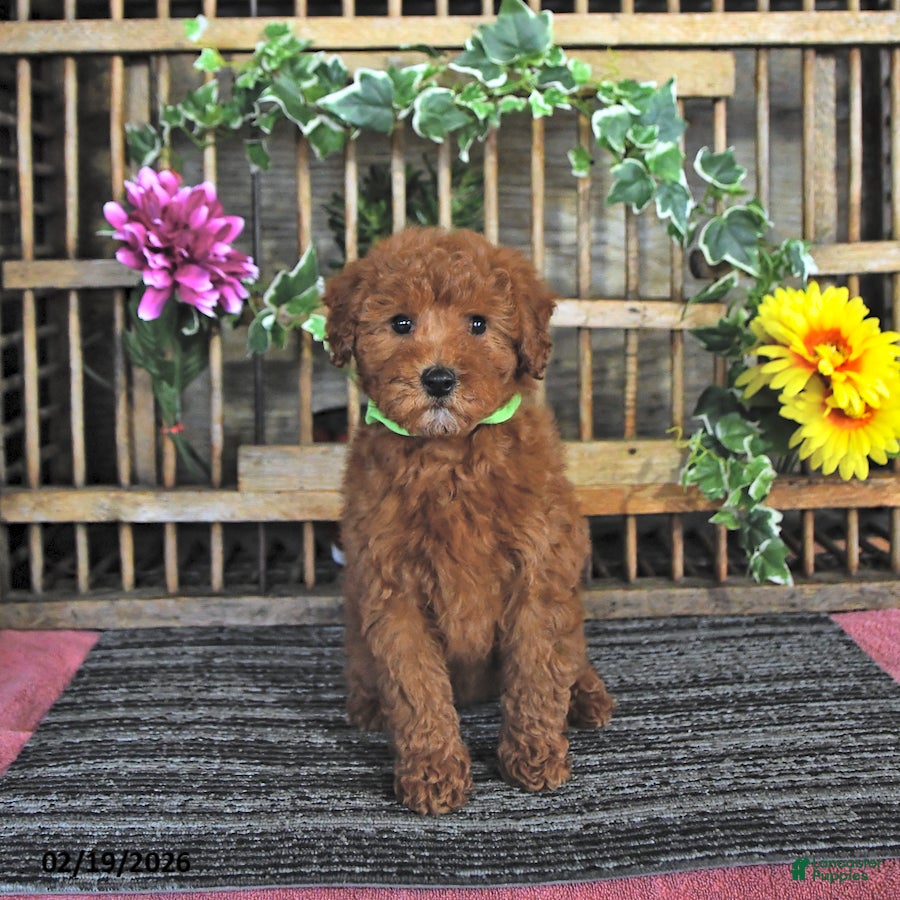 Mini Goldendoodle dogs Pixie - Ad 1