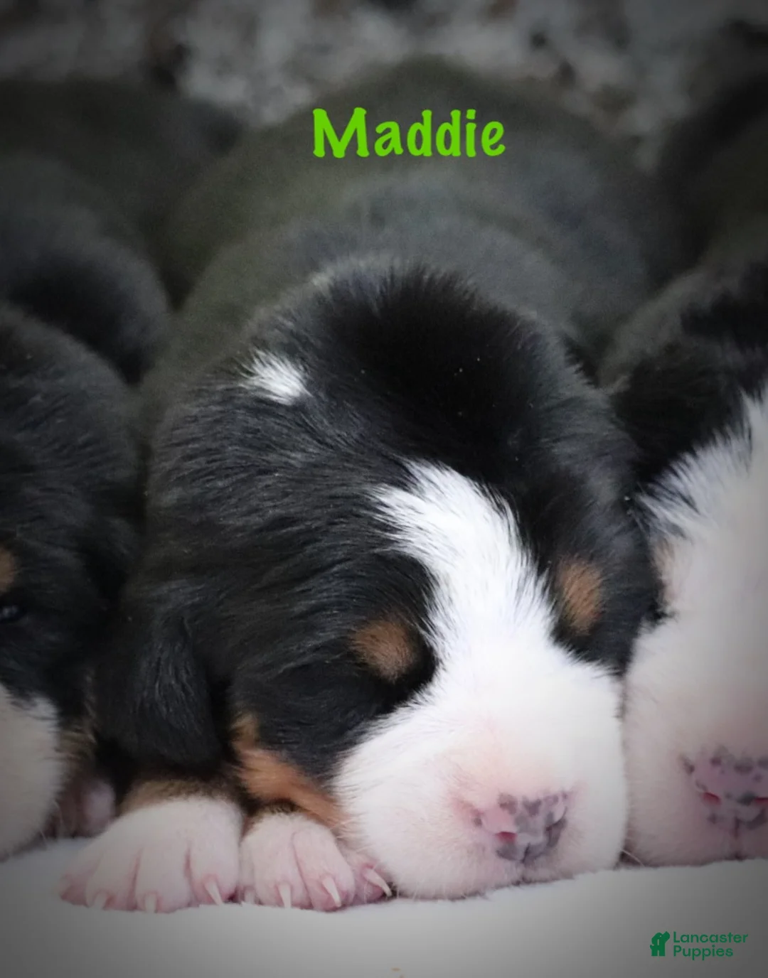 Greater Swiss Mountain Dog dogs for sale: Greater Swiss Mountain Dog Puppy 4 - Ad 1