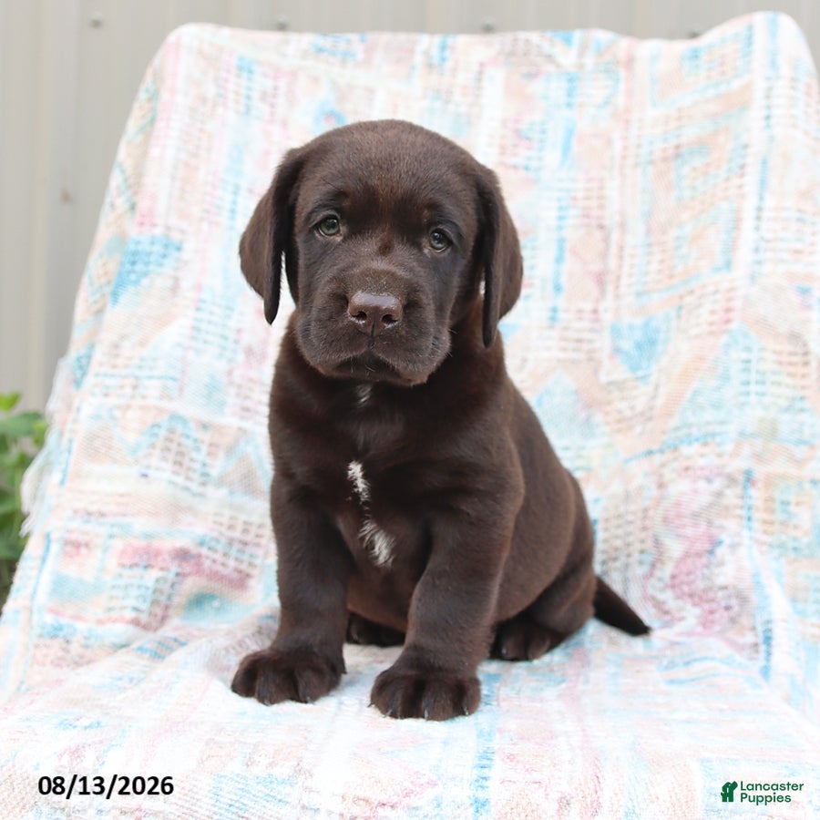 Labrador Retriever dogs Rascal - Ad 1