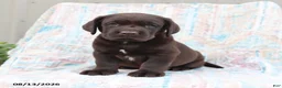 Labrador Retriever dogs for sale: Rascal - Ad 1