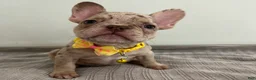French Bulldog dogs for sale: Emma - Ad 5