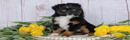 Toy Australian Shepherd dogs for sale: Banjo - Ad 2