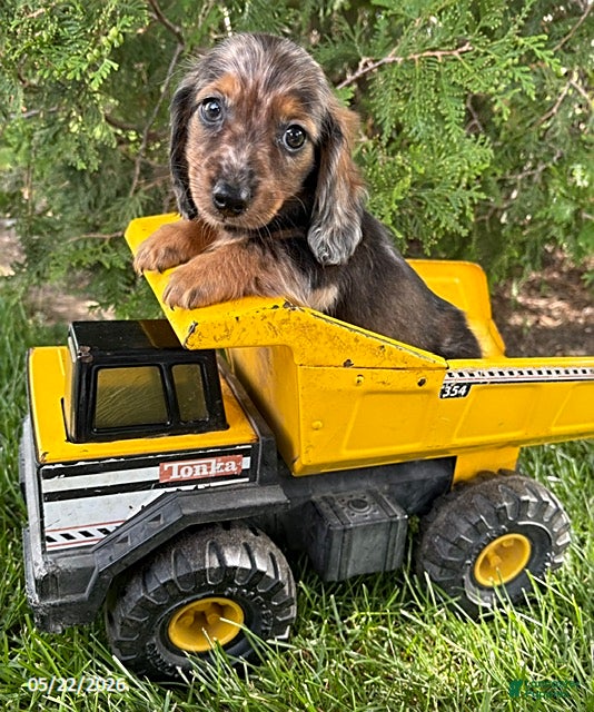 Dachshund dogs Arty - Ad 2
