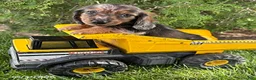 Dachshund dogs for sale: Arty - Ad 2
