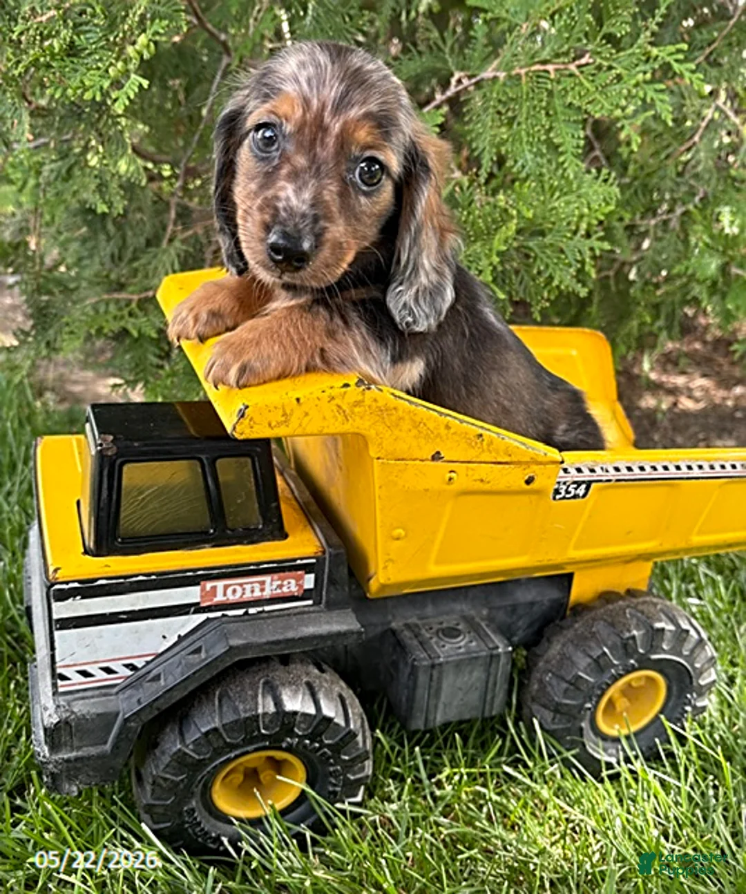 Dachshund dogs for sale: Arty - Ad 2