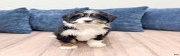 Mini Bernedoodle dogs for sale: Isabella - Ad 7