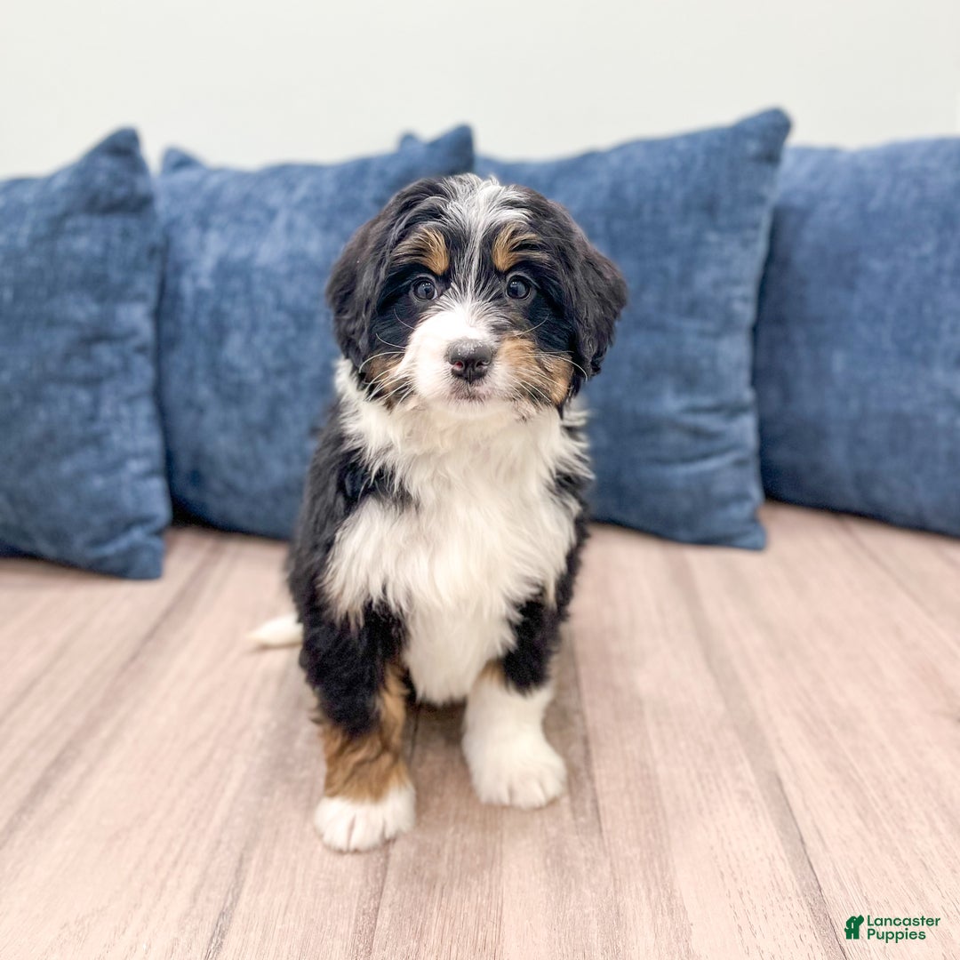 Mini Bernedoodle dogs for sale: Isabella - Ad 7