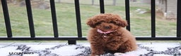 Toy Poodle dogs for sale: Paige - Ad 2