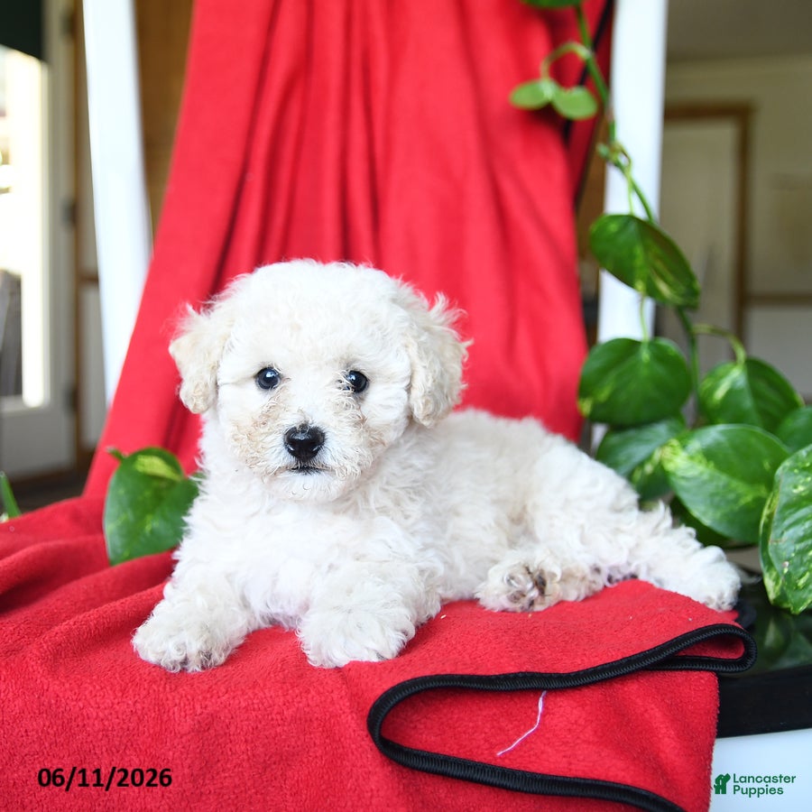 Bichpoo dogs Shiloh - Ad 2