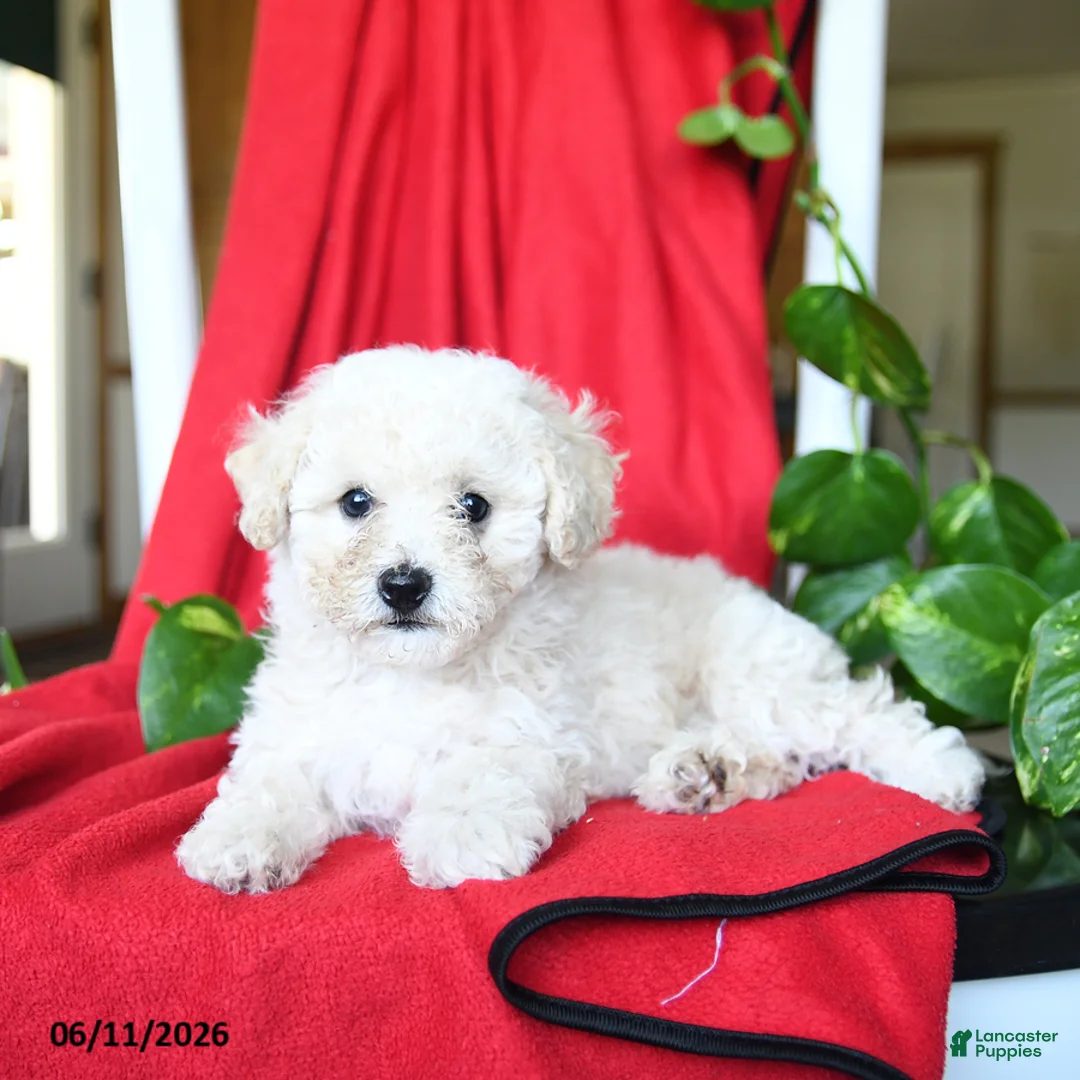 Bichpoo dogs for sale: Shiloh - Ad 2