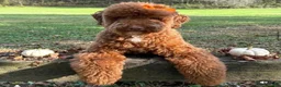 Mini Goldendoodle dogs for sale: Dream - Ad 4