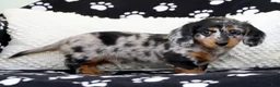 Miniature Dachshund dogs for sale: Leo - Ad 8