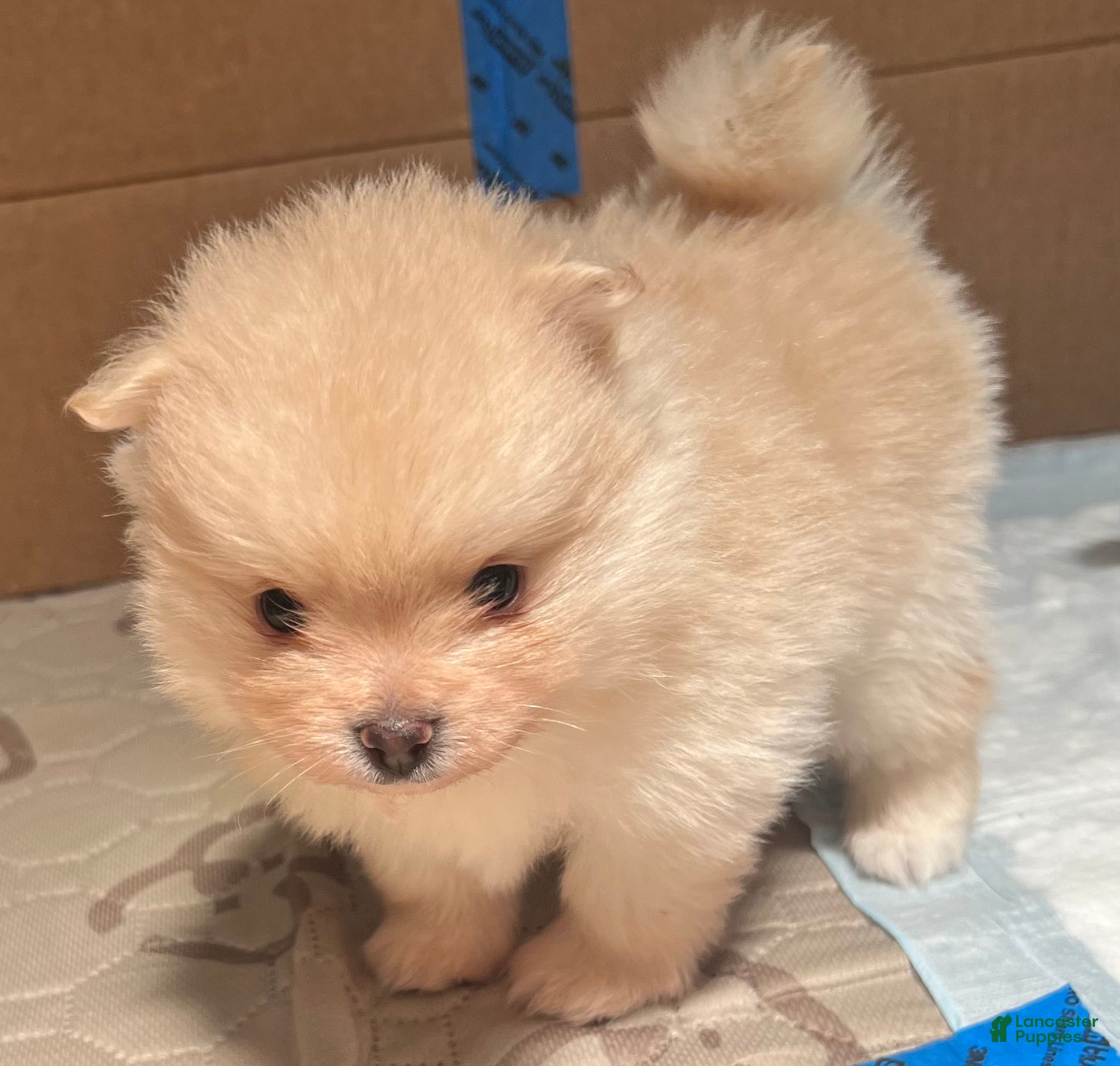 Pomeranian dogs Prince - Ad 1