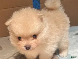 Pomeranian dogs for sale: Prince - Ad 1