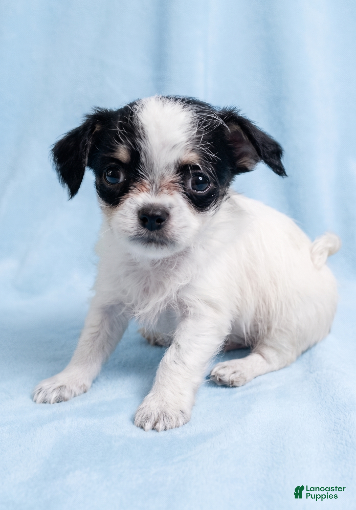 Mixed Breed dogs Tucker - Ad 1